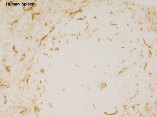 Immunohistochemistry (Frozen sections) - Anti-VEGF Receptor 2 antibody (AB11939)
