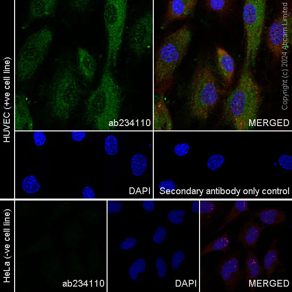 Immunocytochemistry - Anti-VEGF Receptor 2 antibody [EPR21231] (AB234110)