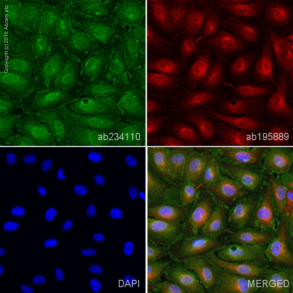 Immunocytochemistry/ Immunofluorescence - Anti-VEGF Receptor 2 antibody [EPR21231] (AB234110)