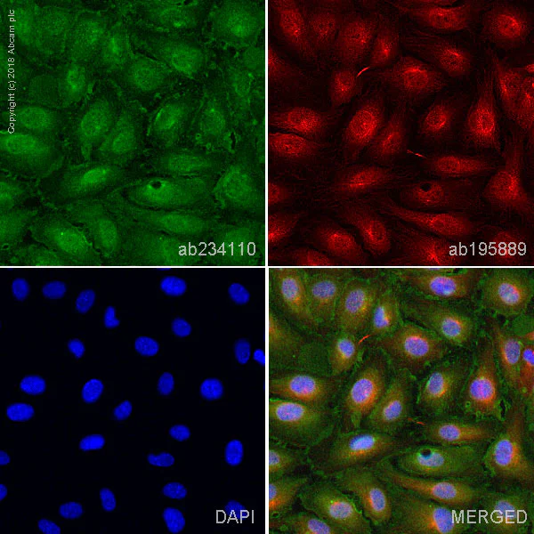 Immunocytochemistry/ Immunofluorescence - Anti-VEGF Receptor 2 antibody [EPR21231] (AB234110)