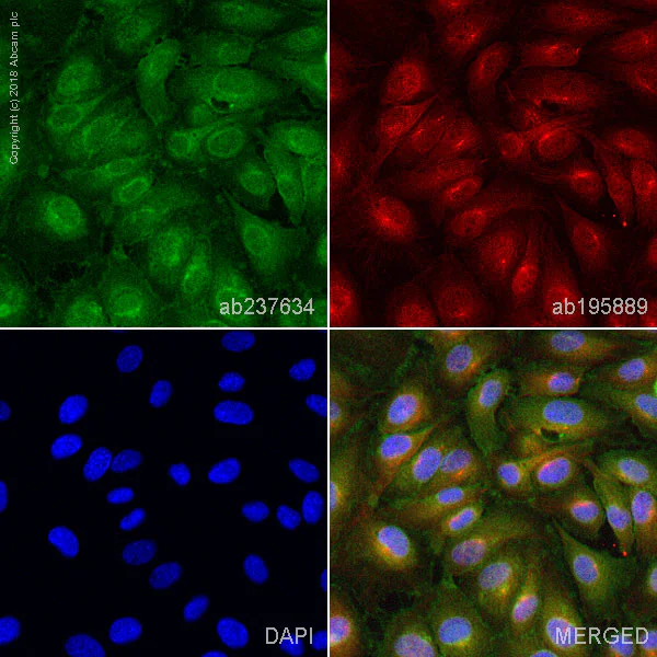 Immunocytochemistry/ Immunofluorescence - Anti-VEGF Receptor 2 antibody [EPR21233] (AB237634)