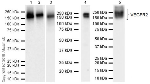 Western blot - Anti-VEGF Receptor 2 antibody [EPR21884-290] - BSA and Azide free (AB234101)