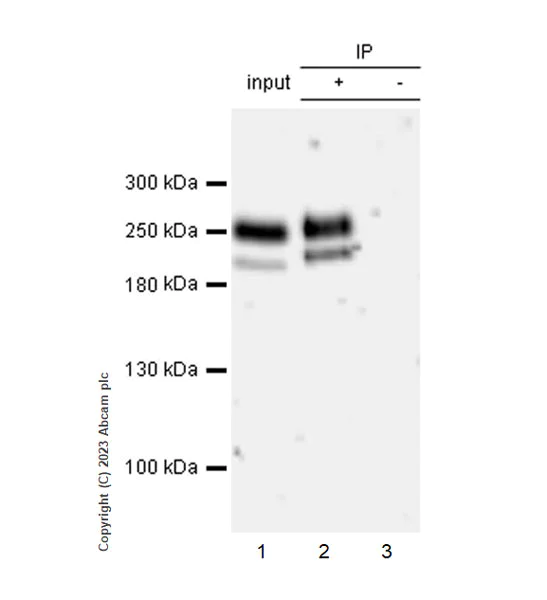Immunoprecipitation - Anti-VEGF Receptor 2 antibody [EPR28328-80] - BSA and Azide free (AB315239)