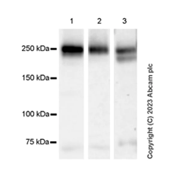 Western blot - Anti-VEGF Receptor 2 antibody [EPR28328-80] - BSA and Azide free (AB315239)