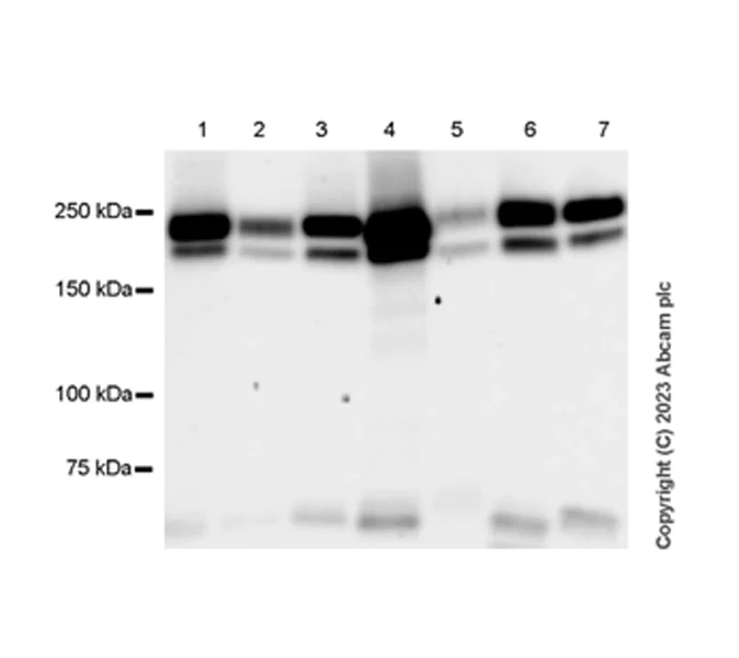 Western blot - Anti-VEGF Receptor 2 antibody [EPR28328-80] - BSA and Azide free (AB315239)