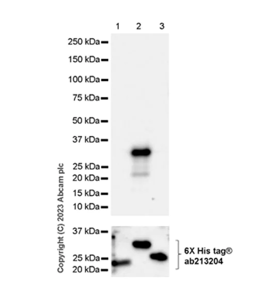 Western blot - Anti-VEGF Receptor 2 antibody [EPR28328-80] - BSA and Azide free (AB315239)