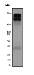 Western blot - Anti-VEGF Receptor 2 antibody [EPRER16Y] - BSA and Azide free (AB226160)