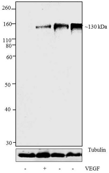 Western blot - Anti-VEGF Receptor 2 (phospho Y1054 + Y1059) antibody (AB5473), expandable thumbnail