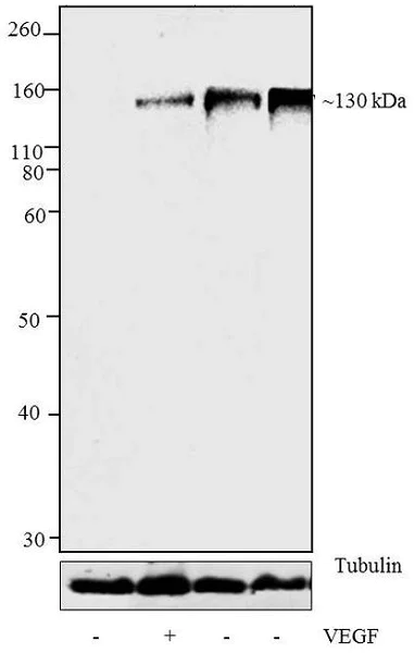 Western blot - Anti-VEGF Receptor 2 (phospho Y1054 + Y1059) antibody (AB5473)