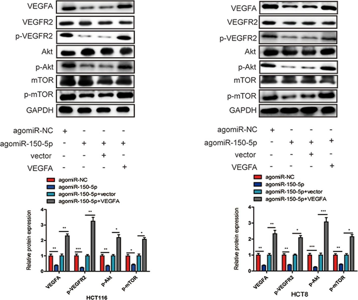 Western blot - Anti-VEGF Receptor 2 (phospho Y1175) antibody (AB194806), expandable thumbnail