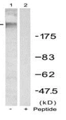 Western blot - Anti-VEGF Receptor 2 (phospho Y1214) antibody (AB131241)