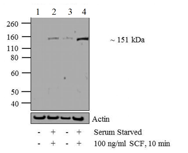 Western blot - Anti-VEGF Receptor 2 (phospho Y1214) antibody (AB5475)