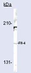 Western blot - Anti-VEGF Receptor 3 antibody (AB27278), expandable thumbnail