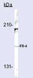 Western blot - Anti-VEGF Receptor 3 antibody (AB27278)