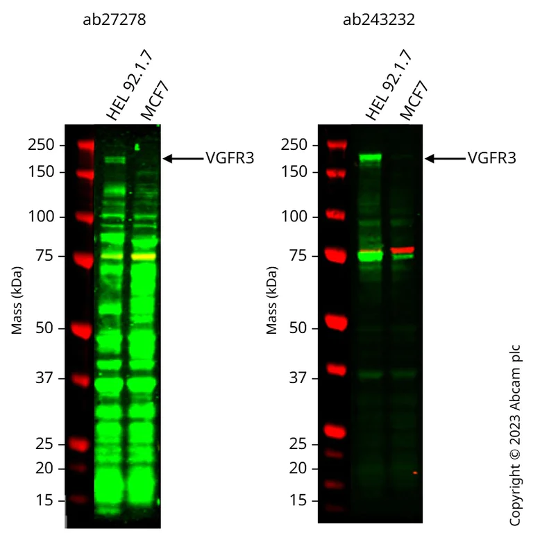 Western blot - Anti-VEGF Receptor 3 antibody (AB27278)