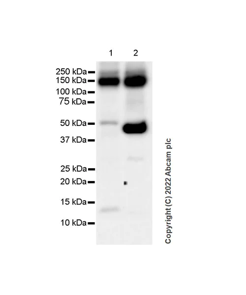Western blot - Anti-VEGF Receptor 3 antibody [EPR24718-58] (AB300403)
