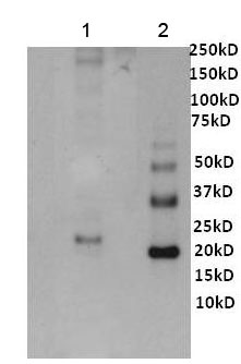 Western blot - Anti-VEGFA antibody [16F1] (AB155944), expandable thumbnail