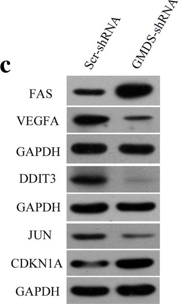 Western blot - Anti-VEGFA antibody (AB183100), expandable thumbnail
