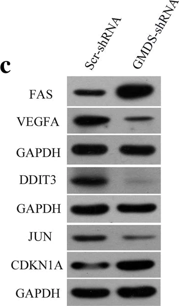Western blot - Anti-VEGFA antibody (AB183100)