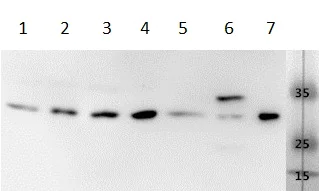 Western blot - Anti-VEGFA antibody (AB183100)