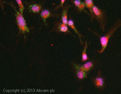 Immunocytochemistry/ Immunofluorescence - Anti-VEGFA antibody (AB39250), expandable thumbnail
