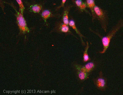 Immunocytochemistry/ Immunofluorescence - Anti-VEGFA antibody (AB39250)