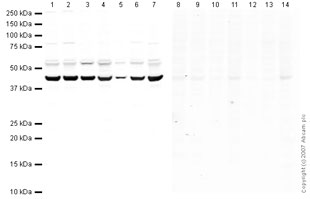 Western blot - Anti-VEGFA antibody (AB46154)