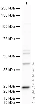 Western blot - Anti-VEGFA antibody (AB46154)