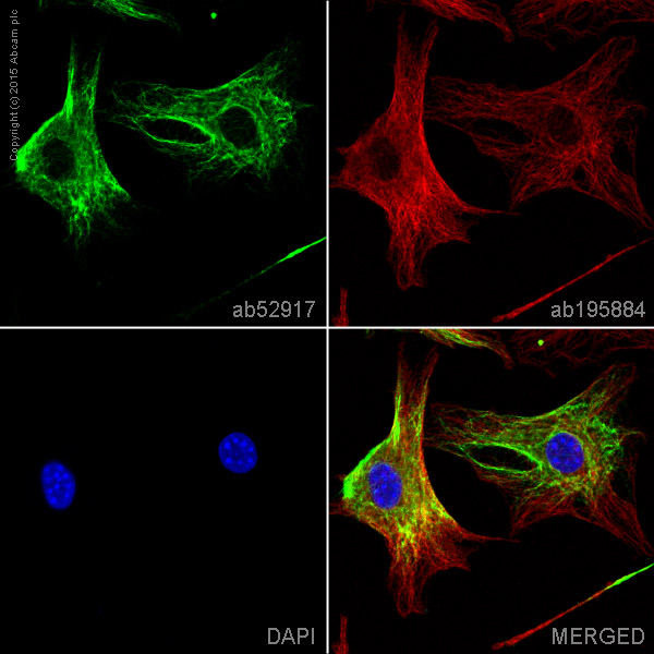 Immunocytochemistry/ Immunofluorescence - Anti-VEGFA antibody [EP1176Y] - BSA and Azide free (AB185238), expandable thumbnail