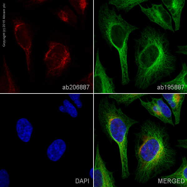 Immunocytochemistry/ Immunofluorescence - Anti-VEGFA antibody [EP1176Y] - BSA and Azide free (AB185238), expandable thumbnail