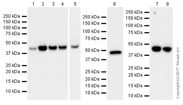 Western blot - Anti-VEGFA antibody [EPR20705] (AB214424)