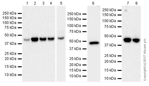 Western blot - Anti-VEGFA antibody [EPR20705] - BSA and Azide free (AB229377)