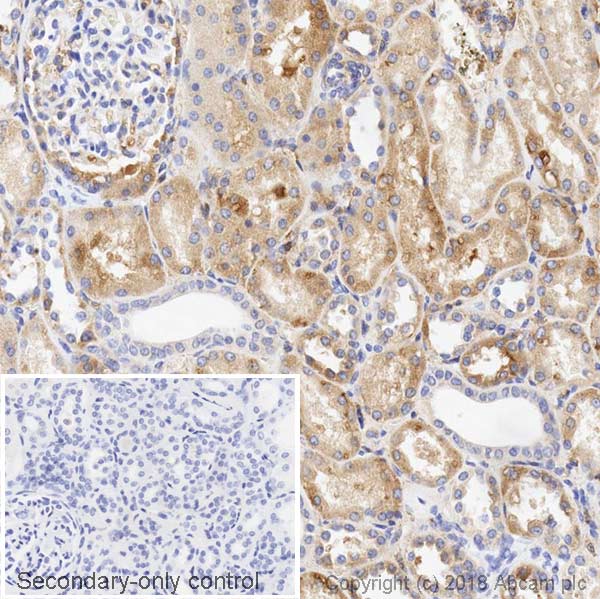 Immunohistochemistry (Formalin/PFA-fixed paraffin-embedded sections) - Anti-VEGFA antibody [EPR21219] (AB213244), expandable thumbnail