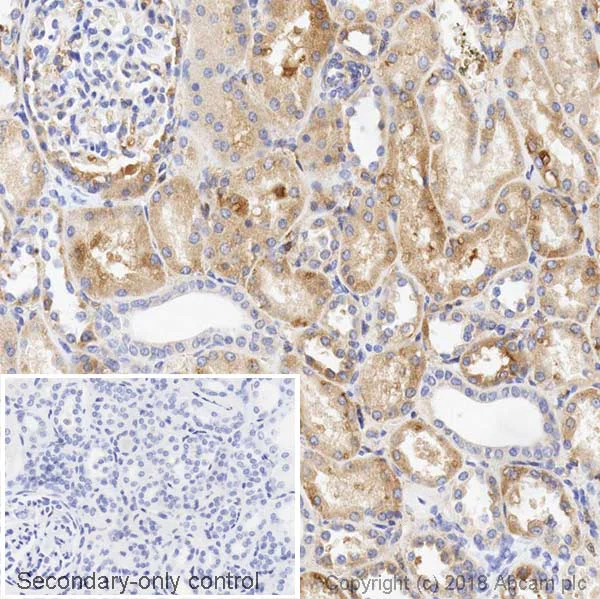 Immunohistochemistry (Formalin/PFA-fixed paraffin-embedded sections) - Anti-VEGFA antibody [EPR21219] (AB213244)