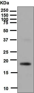 Western blot - Anti-VEGFB antibody [EPR4554] (AB133606)
