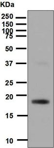 Western blot - Anti-VEGFB antibody [EPR4554] - BSA and Azide free (AB248574), expandable thumbnail