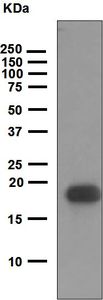 Western blot - Anti-VEGFB antibody [EPR4555] - BSA and Azide free (AB247931), expandable thumbnail