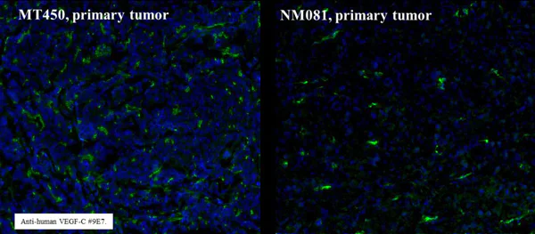 Immunohistochemistry (Frozen sections) - Anti-VEGFC antibody [9/E7] (AB106512)