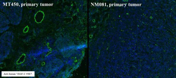 Immunohistochemistry (Frozen sections) - Anti-VEGFC antibody [9/E7] (AB106512)