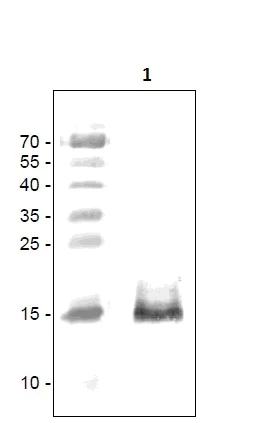 Western blot - Anti-VEGFC antibody (AB9546)