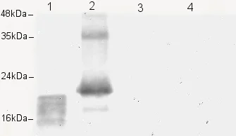 Western blot - Anti-VEGFC antibody (AB9546)