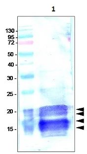 Western blot - Anti-VEGFC antibody (AB9546)