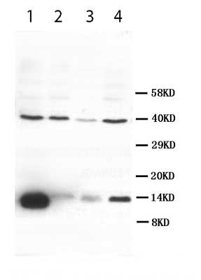 Western blot - Anti-VEGFD antibody (AB95442), expandable thumbnail