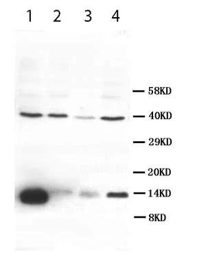 Western blot - Anti-VEGFD antibody (AB95442)