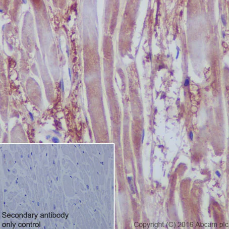 Immunohistochemistry (Formalin/PFA-fixed paraffin-embedded sections) - Anti-VEGFD antibody [EPR8457] - BSA and Azide free (AB232447)