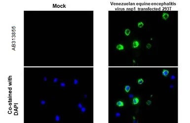 Immunohistochemistry (Formalin/PFA-fixed paraffin-embedded sections) - Anti-Venezuelan Equine Encephalitis Virus nsp1 antibody [HL1472] - BSA and Azide free (AB313855), expandable thumbnail