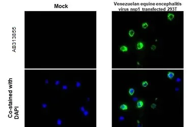 Immunohistochemistry (Formalin/PFA-fixed paraffin-embedded sections) - Anti-Venezuelan Equine Encephalitis Virus nsp1 antibody [HL1472] - BSA and Azide free (AB313855)