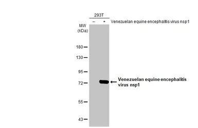 Western blot - Anti-Venezuelan Equine Encephalitis Virus nsp1 antibody [HL1472] - BSA and Azide free (AB313855), expandable thumbnail