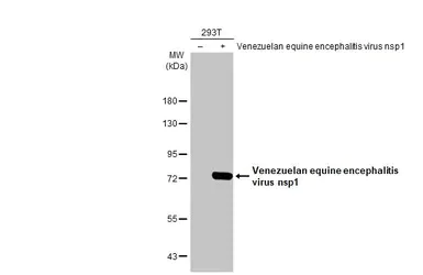 Western blot - Anti-Venezuelan Equine Encephalitis Virus nsp1 antibody [HL1472] - BSA and Azide free (AB313855)