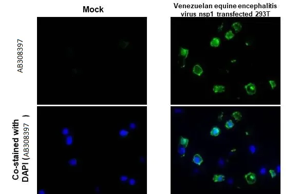 Immunohistochemistry (Formalin/PFA-fixed paraffin-embedded sections) - Anti-Venezuelan Equine Encephalitis Virus nsp1 antibody [HL1593] (AB308397)